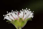 Snow squarestem